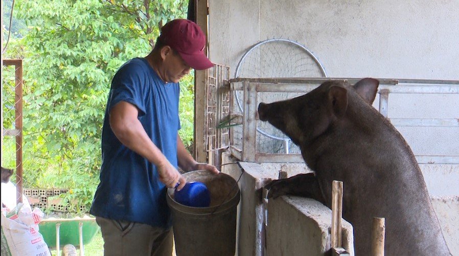 Anh Patauaxá Quốc với mô hình Khởi nghiệp nuôi heo đen