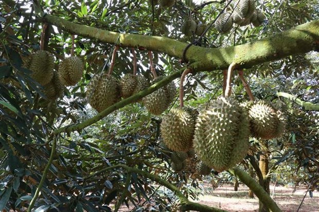 A total of 51 Production Unit Codes (PUCs) and 25 Pack House Codes (PHCs) in Viet Nam have been recognised as eligible for export of fresh durian to China, according to the Việt Nam Sanitary and Phyto-sanitary Notification Authority and Enquiry Point (SPS Viet Nam).