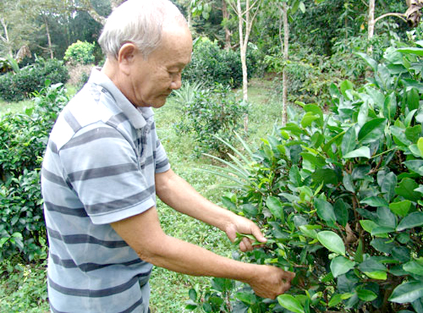 Người dân với vườn trà tại Phú Hội