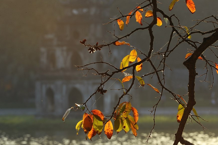 A giant crape-myrtle tree on the banks of Hoan Kiem Lake changes its leaves when autumn arrives. 