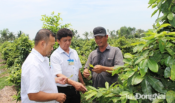 Cán bộ ấp 1 và Hội Nông dân xã Tam An thăm và trao đổi kinh nghiệm tại vườn mai của ông Nguyễn Vui. Ảnh: H.Thảo