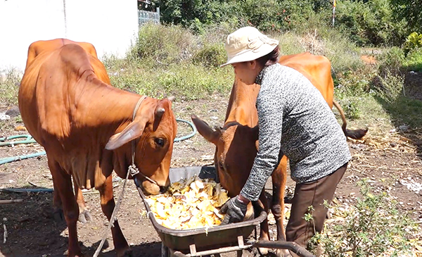 Bà Nguyễn Thị Ngọc (ngụ xã Bảo Quang, TP.Long Khánh) chăm sóc đàn bò giống sinh sản của gia đình