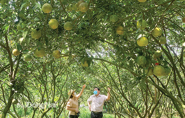 Vườn cây có múi sản xuất theo hướng hữu cơ tại xã Hiếu Liêm, H.Vĩnh Cửu. Ảnh: N.Liên
