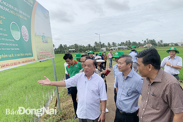 Giám đốc Sở NN-PTNT Cao Tiến Sỹ và Chủ tịch Tập đoàn Quế Lâm Nguyễn Hồng Lam thăm mô hình sản xuất lúa hữu cơ tại xã Sông Ray. H.Cẩm Mỹ. 