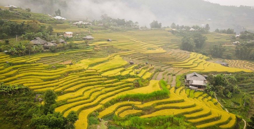 At the end of the eighth lunar month and the beginning of the ninth, when the weather becomes a little cooler, sunshine lights up the ripening paddies in Hoang Su Phi, heralding a bumper crop. 