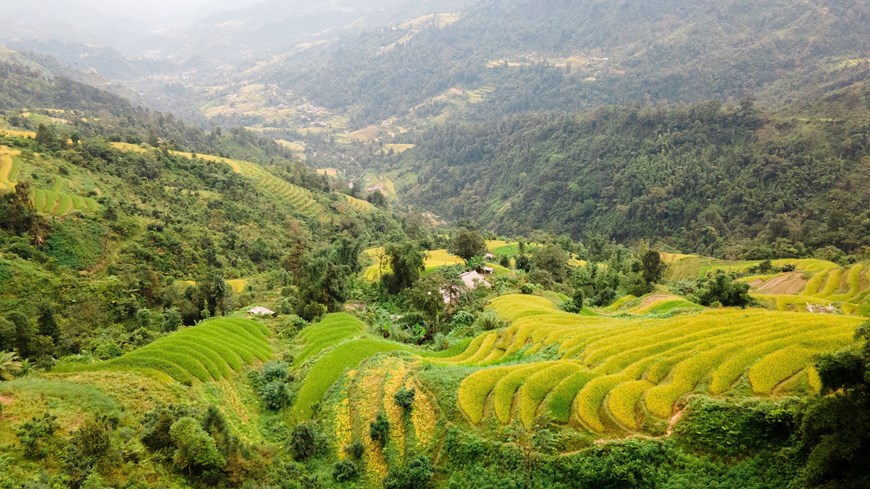 The terraced rice fields resemble a golden carpet. 