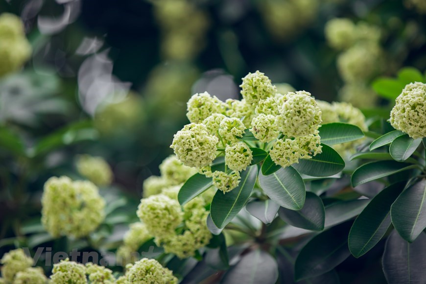 Hanoians and tourists alike love to enjoy the flower’s fragrance as they walk along Trung Hoa, Nguyen Du, Quan Thanh, and Nguyen Chi Thanh streets. 