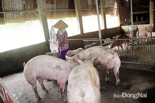 Chăn nuôi nông hộ lo thua lỗ vì giá thành chăn nuôi cao, rủi ro dịch bệnh lớn. Trong ảnh: Hộ chăn nuôi tại H.Vĩnh Cửu. Ảnh: B.Nguyên