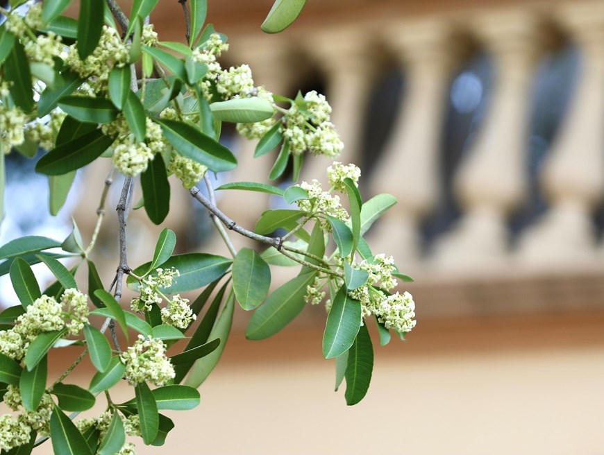 Hoa sua (Milk flowers) are passionate throughout the streets of Hanoi every late autumn. 