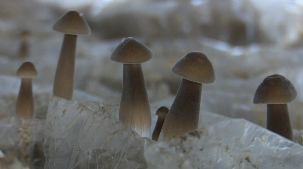 &quot;Bí quyết&quot; của chủ trang trại nuôi trồng thành công đặc sản nấm mối đen