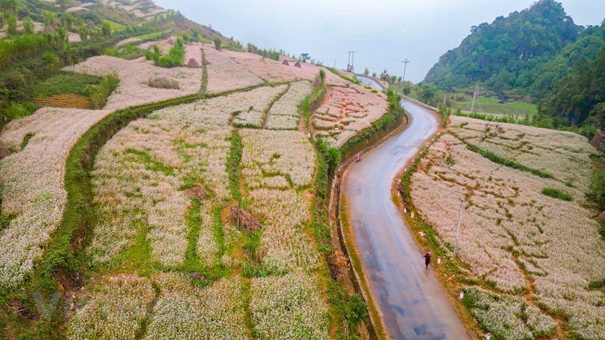 The flower fields along National Highway No 4C and Provincial Road No 176 in Ha Giang wear new colours, woven by the seductive purple, white, and pink of buckwheat flowers. 