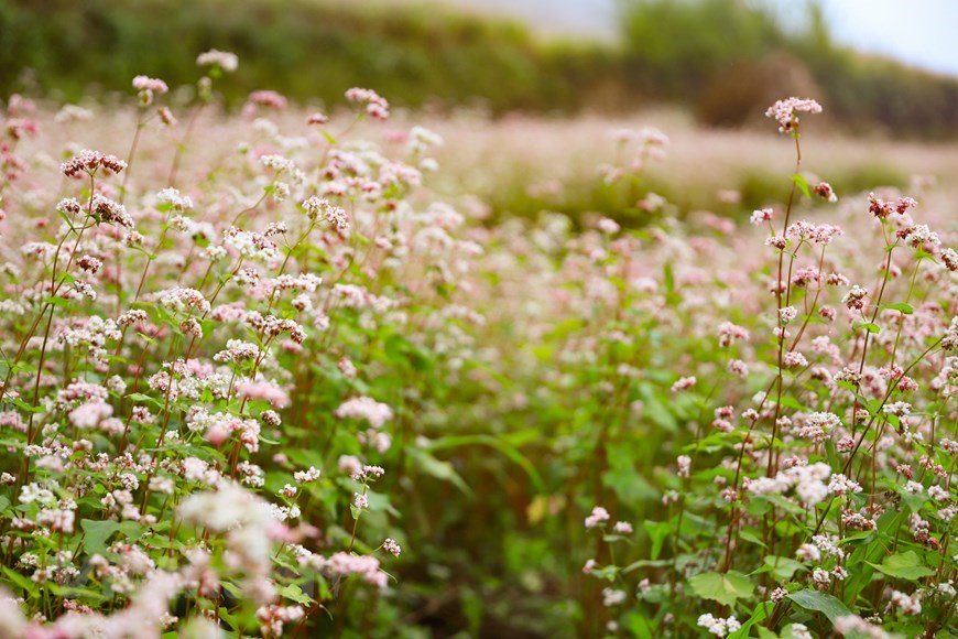 Buckwheat flowers are considered one of the main tourist products of Dong Van Plateau. This year, the eighth buckwheat flower festival will open on November 26 in Dong Van district, with the theme “The vitality of the rocky plateau”. 