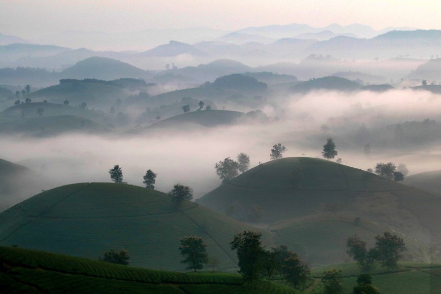 Long Coc tea hill carries a winsome beauty at dawn in the lenses of photographers. 