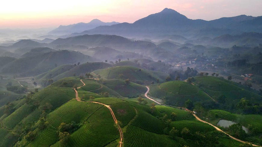 The hill stands tall in Long Coc commune, covering 10,000 square metres with hundreds of small hills carpeted in tea like upturned bowls stretching out to the horizon.