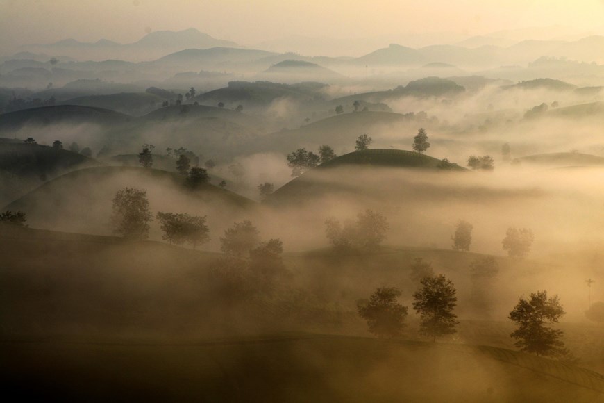 Long Coc tea hill blanketed in fog at the crack of dawn. 