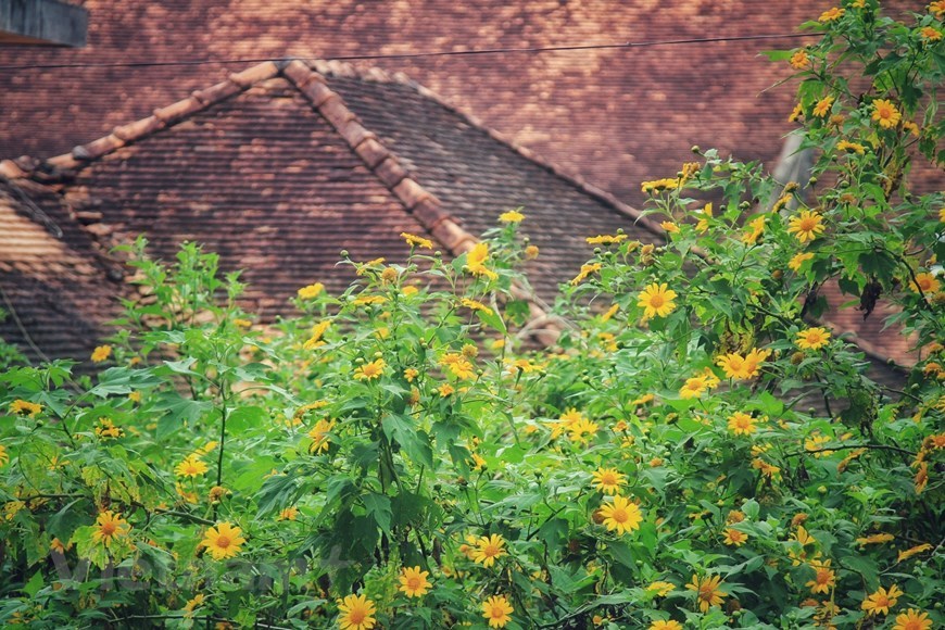 Many old houses are “walled in” by beautiful wildflowers. 