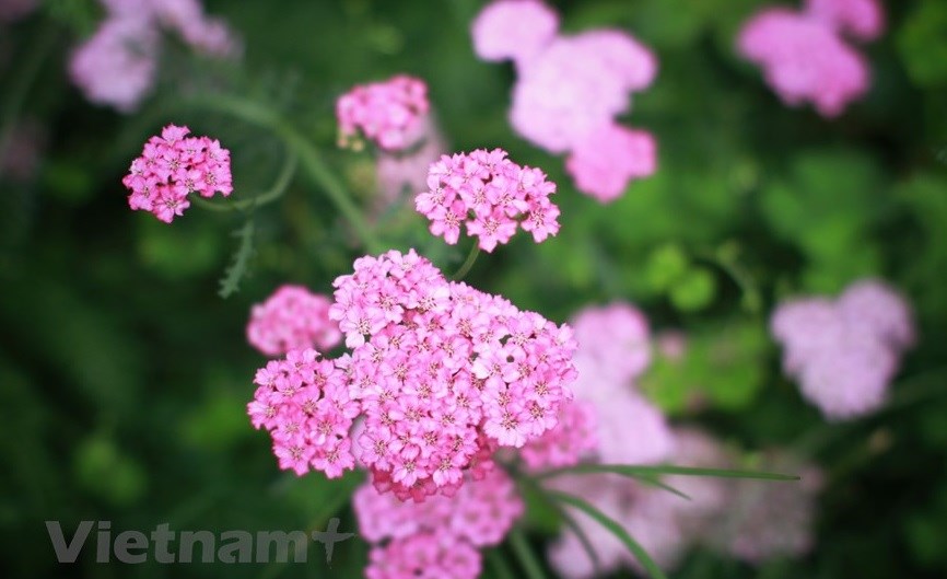 With special soil from the rich laterite plateau, flowers in Da Lat bloom all year round. 