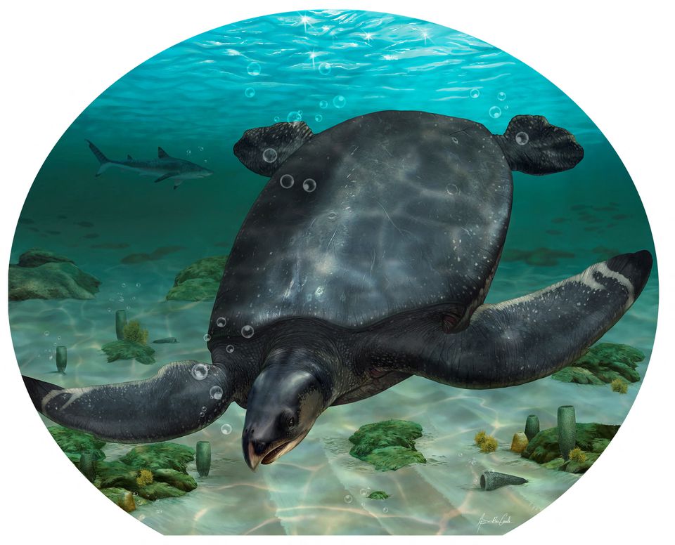 An illustrated reconstruction of the large Cretaceous Period sea turtle Leviathanochelys aenigmatica, which lived about 83 million years ago and whose fossils were found in Catalonia's Alt Urgell county in northeastern Spain, is seen in this undated handout image.