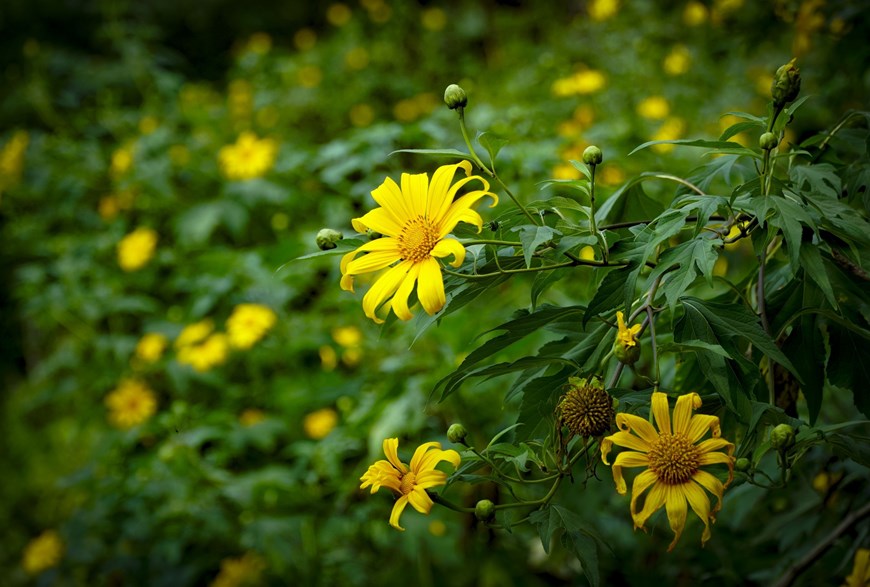 Wild sunflowers bloom in Dien Bien province, creating a luscious yellow blanket over the landscape. 