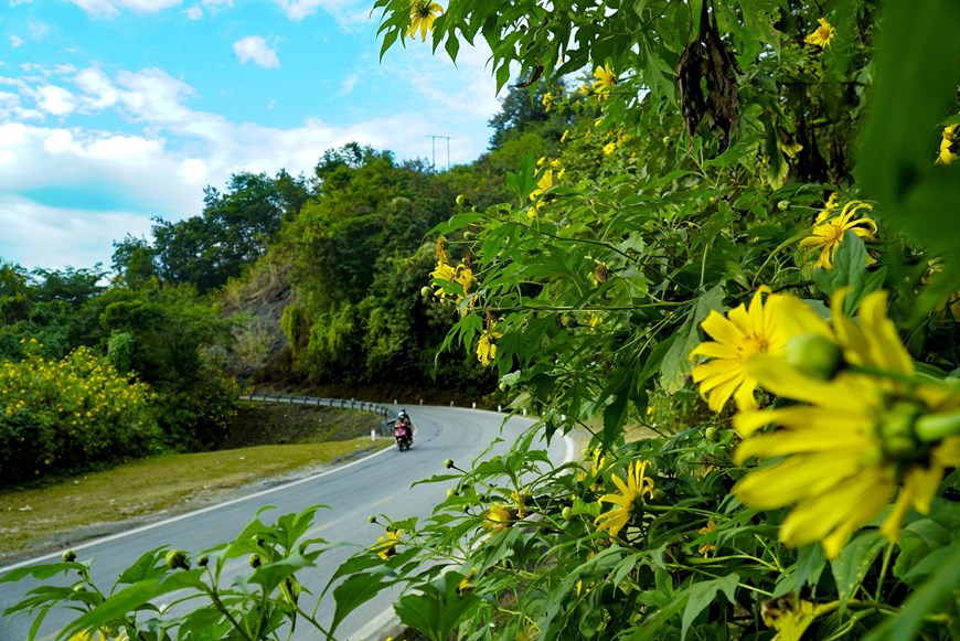 In Dien Bien province, the wild sunflowers enter their blossoming season, with a luscious yellow blanketing the landscape. 