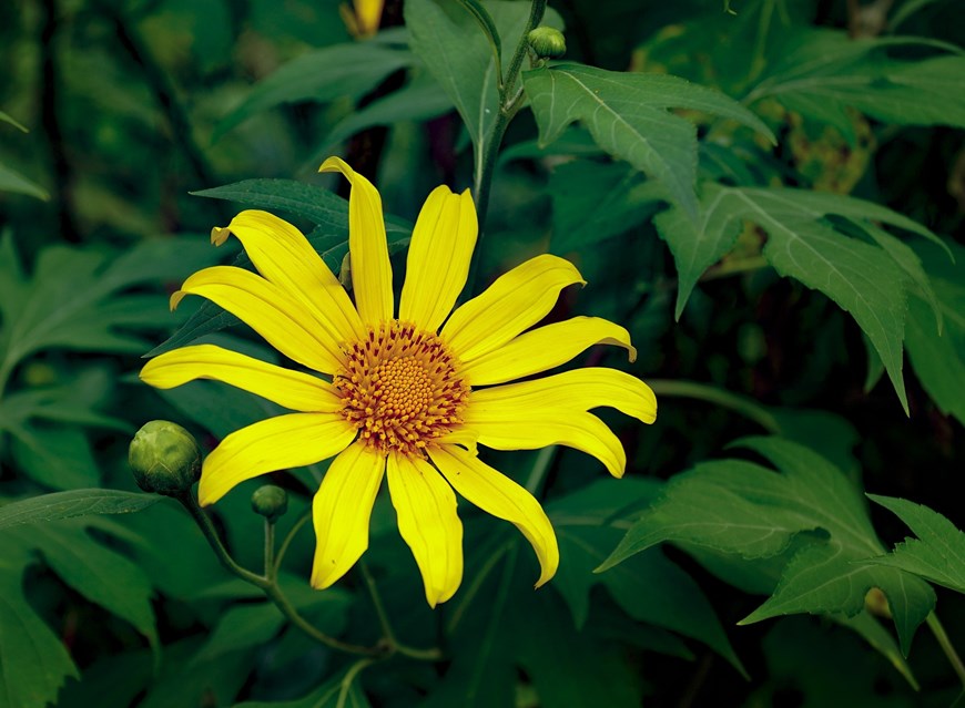 The blooming wild sunflowers have become symbolic of the region’s dry season. Their splendour is expected to attract more visitors to the romantic landscape. 