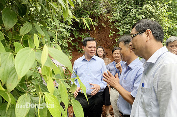 Ủy viên Trung ương Đảng, Bí thư Tỉnh ủy Nguyễn Hồng Lĩnh (bìa trái) thăm mô hình trồng tiêu hữu cơ tại xã Lâm San, H.Cẩm Mỹ. Ảnh: B.Nguyên
