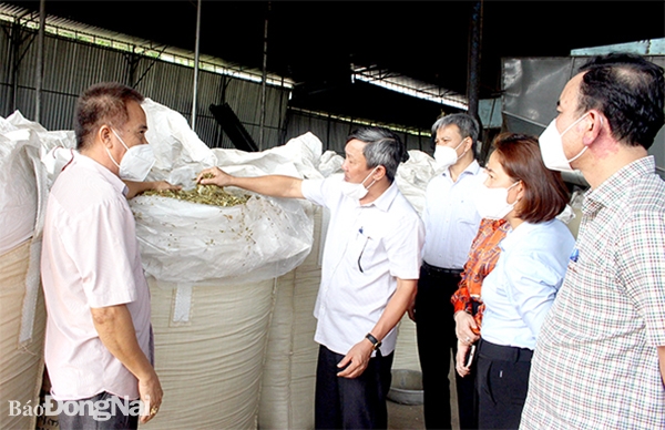 Giám đốc HTX Đông Tây (bìa trái) Bùi Trung Vinh Phước giới thiệu mô hình cánh đồng lớn với lãnh đạo Tỉnh ủy. Ảnh: H.Lộc