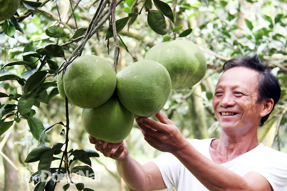Ông Ngô Văn Sơn, chủ vườn bưởi Út Sơn cho biết, năm nay bưởi được mùa trái sai, đẹp