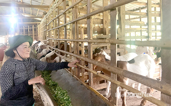 Trại nuôi dê của nông dân tại H.Định Quán. Ảnh: L.Quyên
