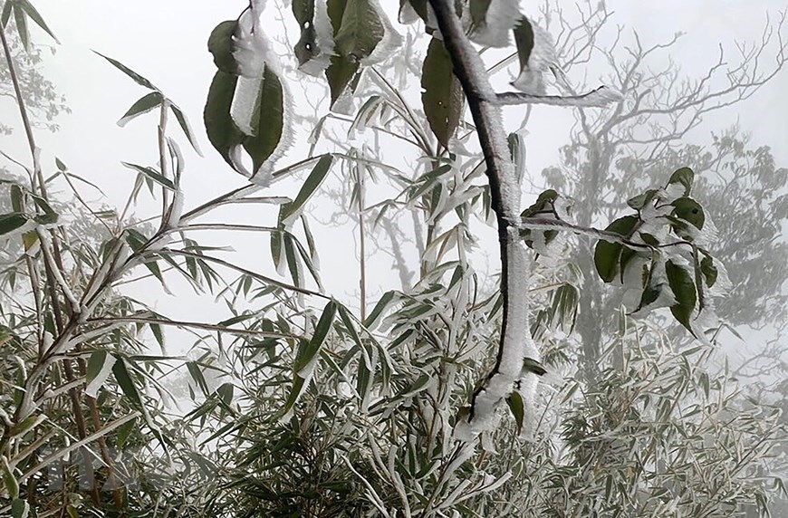 Hoarfrost is dangerous, as it can damage crops and livestock by inhibiting the growth and development of plants. 