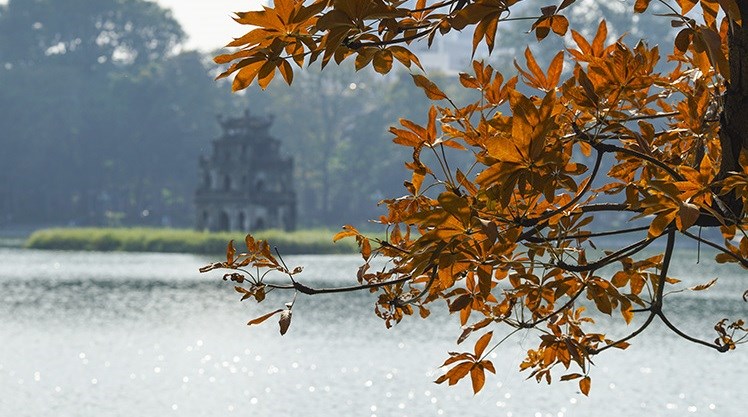 The foliage turns orange.