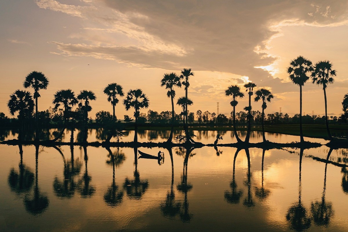 Rows of palm trees have become a symbol of An Giang. The tree is mainly grown in the border districts of Tri Ton and Tinh Bien.