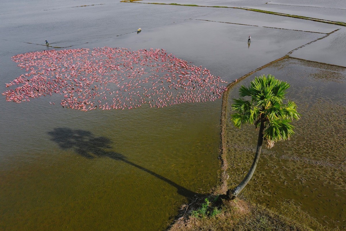 Farmers herd a flock of ducks across a flooded plain in Tinh Bien.