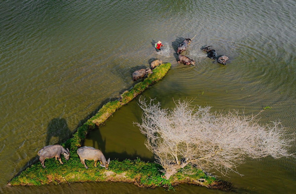 Farmers lead buffaloes home through a flooded field in Tinh Bien.