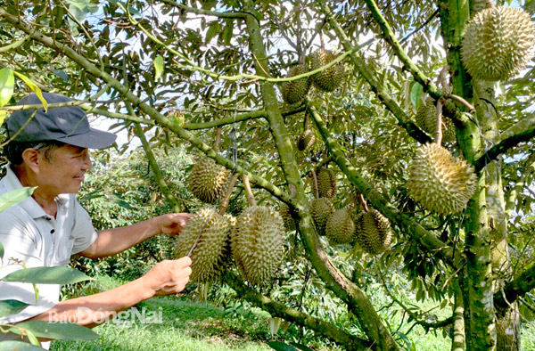 Vùng trồng sầu riêng tại xã Xuân Định (H.Xuân Lộc). Ảnh: B.Nguyên