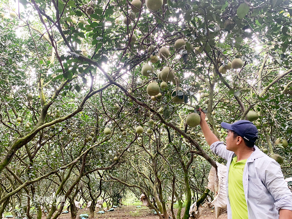 Những trái bưởi thu hoạch từ vườn bưởi lão tại xã Tân Bình, H.Vĩnh Cửu cho chất lượng ngon và bán với giá cao hơn mặt bằng chung ngoài thị trường. Ảnh: B.Nguyên