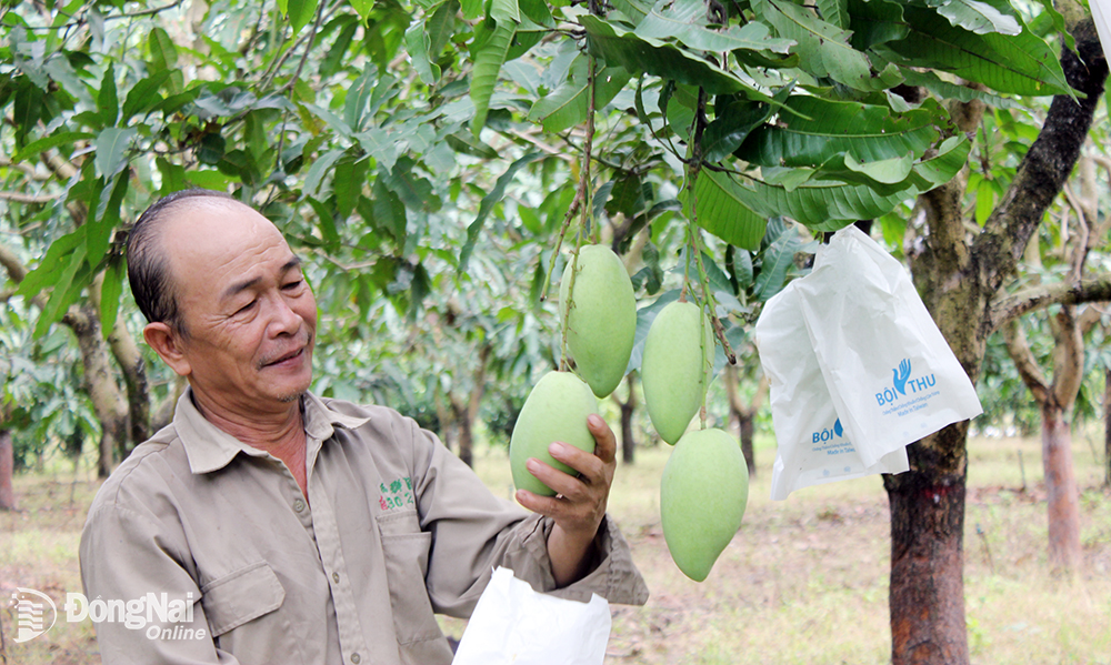 2. Các giống xoài phổ biến