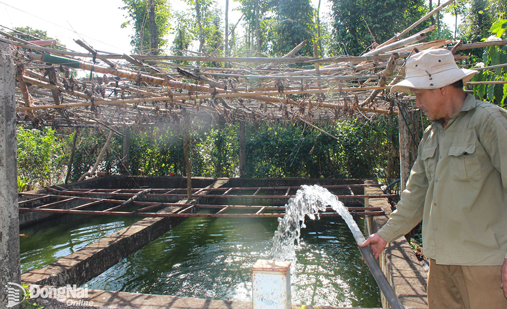 Nông dân tại xã Lâm San (H.Cẩm Mỹ) bơm trữ nước trong bể để tưới trong mùa khô. Ảnh: B.NGUYÊN