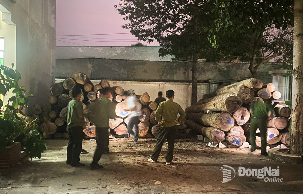 Tang vật vụ án được lực lượng chức năng đưa về Hạt Kiểm lâm liên huyện Xuân Lộc - Long Khánh để tiếp tục làm rõ