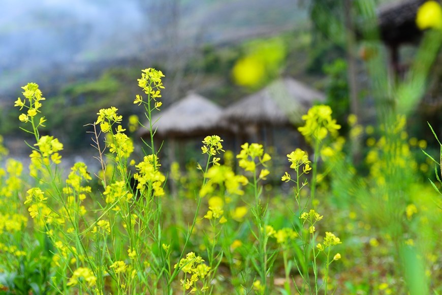 Mustard flowers give the rocky plateau a bright and breezy appearance. 