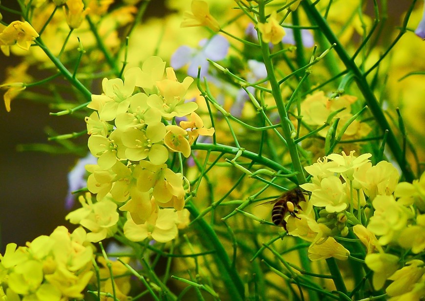 Come spring, the plateau is coloured in the pink of peach blossoms, the white of plum flowers, and the yellow of mustard flowers. 