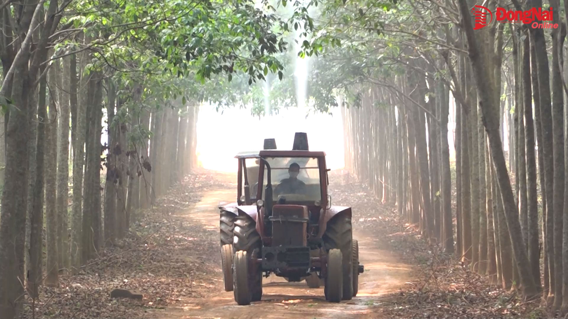 Tiếng động cơ dưới tán rừng cây &quot;vàng trắng&quot;