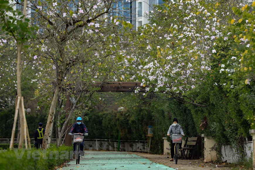 Bauhinia flowers create a white carpet along streets in Hanoi. 