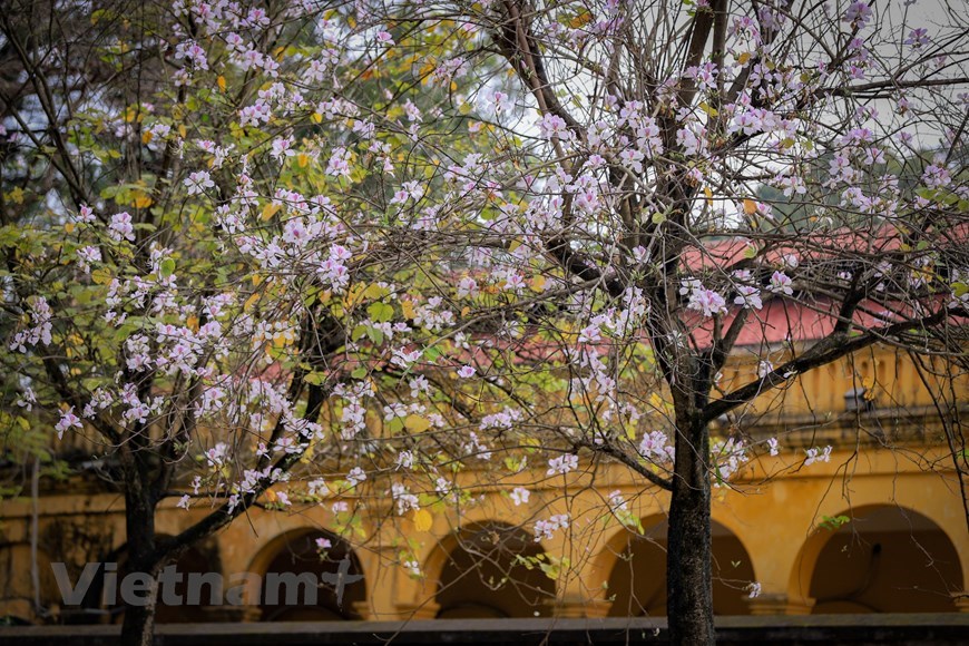 The flowers, which bloom once a year, from mid-February to March, symbolise happiness, love, and gratitude.