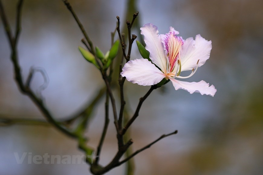 Bauhinia flowers are woody and about 10-12 metres in height. The flower has four or five petals with small stamens.