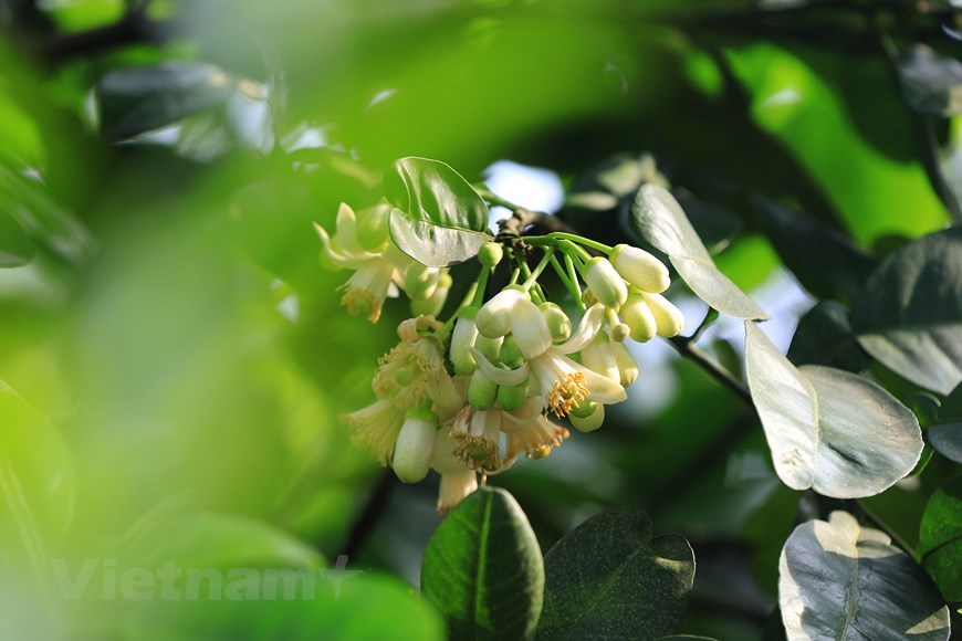 Admiring pomelo petals with their milk-like white colour opening on strong branches is an experience out of this world.