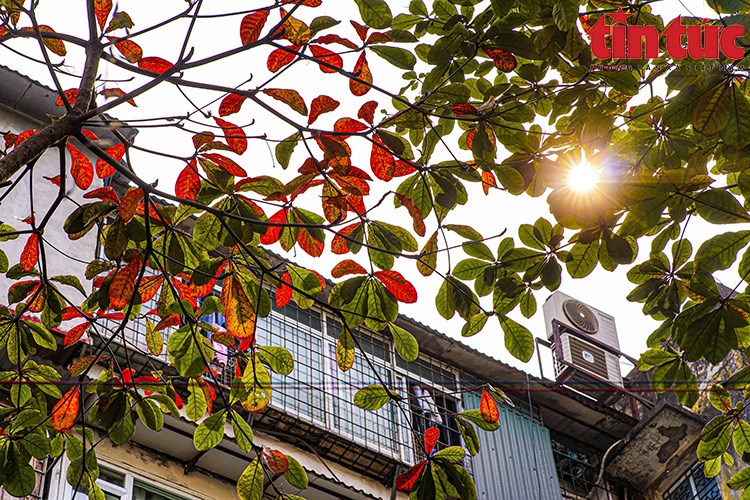 Every year in March, many streets around Hanoi see leaves change colour.