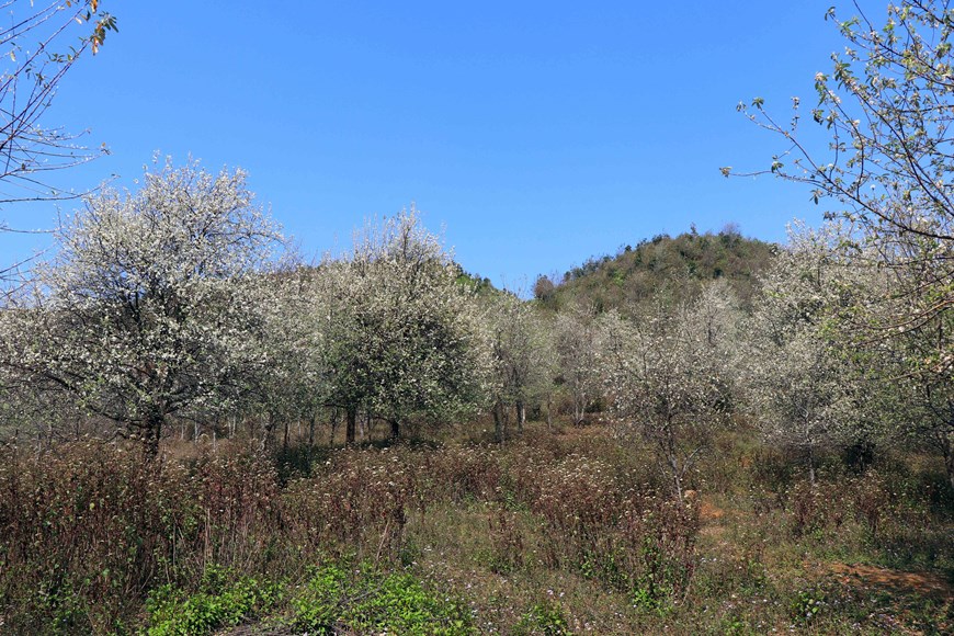 The medlar tree has been part of the lives of the Mong ethnic minority group in Son La province for generations, bringing economic benefits and greening bare land and hills. 