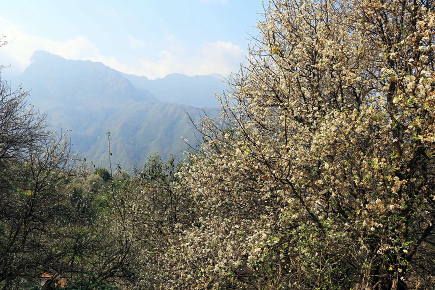 In March, Nam Nghiep village in Ngoc Chien commune, Muong La district, is awash with the pure white of medlar flowers. Medlar is a rustic tree that stands up to wind and rain and symbolises the endurance and resilience of the Mong ethnic minority people. 