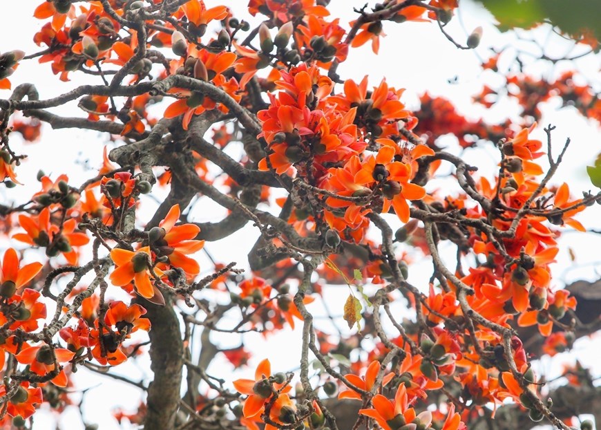 The red flowers with 5 petals appear in spring before the new foliage. 